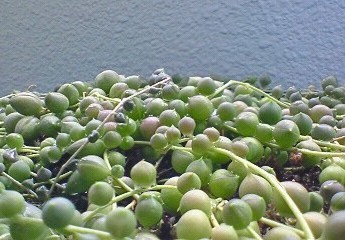 ベランダ菜園。
