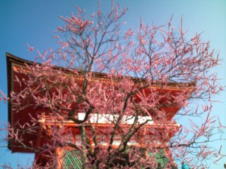 続・さくら。