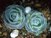 多肉。 2011/04/11 10:00:00