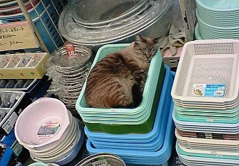 市場猫。