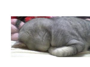 おしらせだニャ～