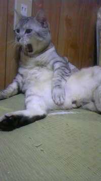 おやじ猫・・・。 2010/09/18 09:16:24
