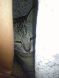 かくれんぼ 2009/12/03 22:11:25