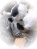 モ～すぐトラだにゃ～！ 2009/12/31 19:55:07