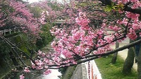 なは桜まつり 2010/02/12 00:07:43