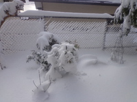 大雪。。。。千葉は45年ぶりとか？ 2014/02/09 11:21:17