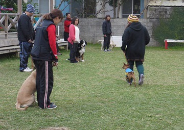 家庭犬のしつけ教室 セラピードッグスクール沖縄ブログ
