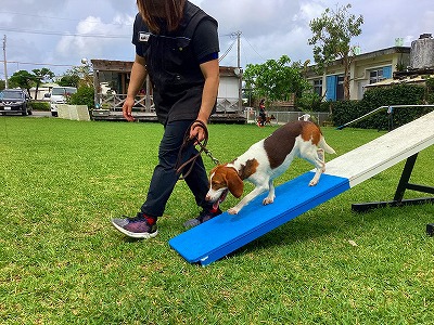 災害救助犬の訓練です