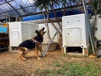 災害救助犬の捜索訓練