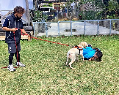 災害救助犬の初歩訓練