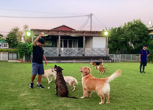 大型犬の集団訓練です