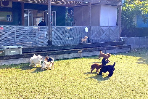 小型犬の集団訓練です