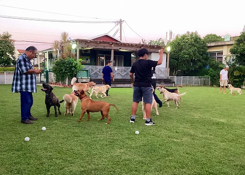 大型犬の集団訓練です