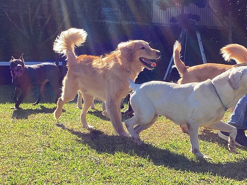 大型犬の集団訓練