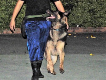 警察犬の審査に向けて
