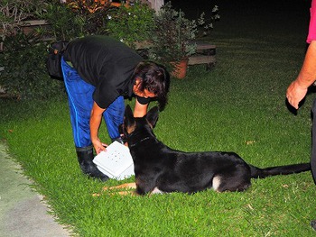 警察犬の審査に向けて