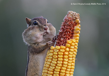 トウモロコシを食べるリス