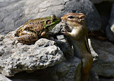 カエルとリスのキス