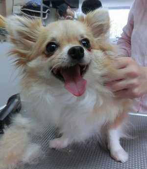 True Blue Dog Grooming Hotel 笑うチワワ