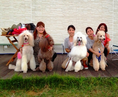 True Blue Dog Grooming Hotel スタンダードプードル集合