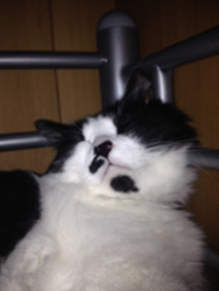夜な夜な 2014/08/29 15:25:38