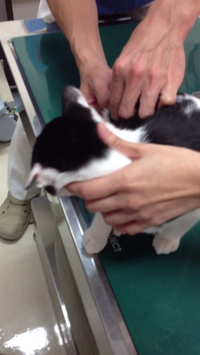モカの注射 2014/01/27 21:58:21