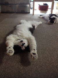 猫たち 2014/05/07 21:35:03