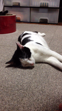 フクに似てきた❓ 2014/06/03 14:49:05