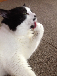 お手入れ 2014/09/03 12:24:31