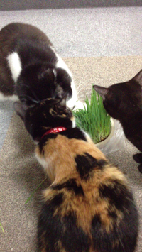 猫草 2014/01/15 13:25:24