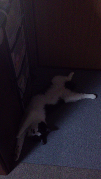 フクちゃん(*^_^*) 2014/02/18 13:07:28