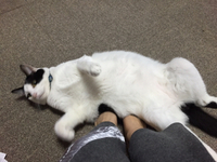 猫湯たんぽ 2015/02/09 07:45:39