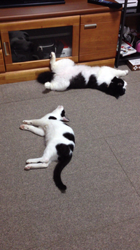 白 黒コンビ 2014/02/03 13:02:59