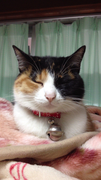 澄まし顔 2014/01/30 12:34:13