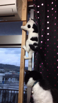 やんちゃ盛 2014/02/06 12:10:27