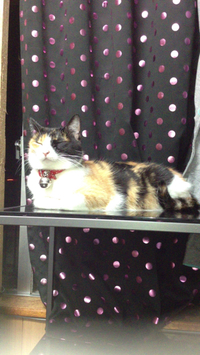 キャットタワー 2014/04/22 14:29:14