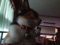 目覚ましより早い 2014/08/19 07:40:50