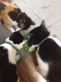 猫草 2014/06/10 15:26:53
