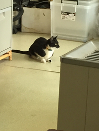 訪問猫 2015/02/19 11:11:28