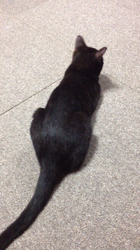 発情期 2014/01/31 11:21:02
