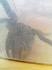 ヤシガニ 2012/07/29 13:55:18