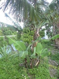 自然に 2010/03/20 11:22:20