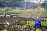 田芋畑と鳥。 2010/01/24 19:22:00