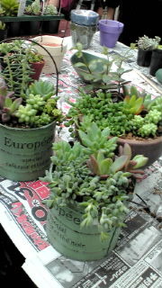 寄せ植え*** 2011/01/13 19:07:27