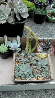 久々(´ー｀) 2011/03/27 11:34:00