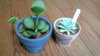 やっと（*´∀｀*） 2011/05/22 14:09:10