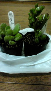 ☆12月☆ 2011/12/05 08:39:32