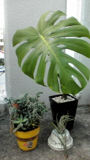 楽し〜(･∀･) 2011/12/19 08:44:10