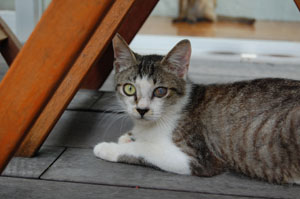 猫と猫と犬の相性