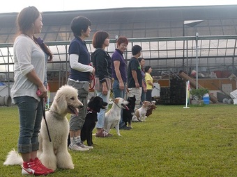 セラピー犬指導手会の服従訓練 セラピードッグスクール沖縄ブログ